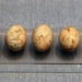 why ancient witches frequently abandon chickens in graves when choosing to cut 127377