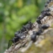 why ants never get lost 5321