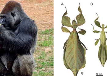 why are all species of animals with large male genitals smaller than females while insects are the opposite 127746