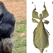 why are all species of animals with large male genitals smaller than females while insects are the opposite 127746