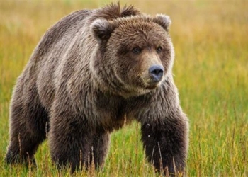 why are there serious black bears near 1 ton 127388