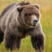 why are there serious black bears near 1 ton 127388