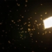 why are these children attracted to bright light 128229