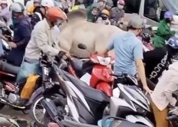 why attack human 126867