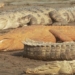 why crocodiles in nepal have strange orange color 127916