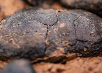 why electric vehicle battery manufacturers are now facing potato shortages 127859