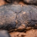 why electric vehicle battery manufacturers are now facing potato shortages 127859