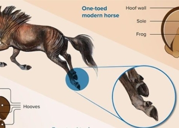 why horses have four legs and why they disappear 128263