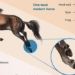 why horses have four legs and why they disappear 128263