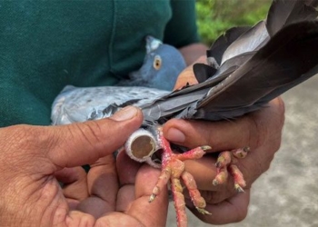 why in the age of digital technology the use of bird watching is still popular 128310