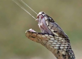 why some species of frog can spray accurately into victims eyes 128472