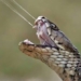 why some species of frog can spray accurately into victims eyes 128472