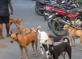 why the bat becomes a new hazard in india 128006