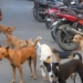 why the bat becomes a new hazard in india 128006