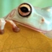 why the frog can jump on the round surface 5964