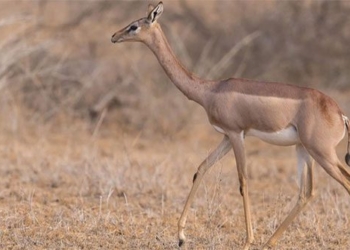 why the gerenuk antelope can live its whole life without drinking water 127431