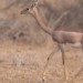 why the gerenuk antelope can live its whole life without drinking water 127431