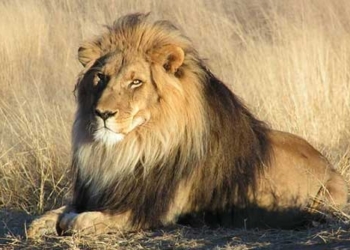 why the lion has a bomb 129138
