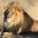 why the lion has a bomb 129138