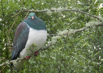 why the new zealand kaka bird is called the drunk parrot 129060