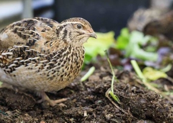 why the quail is the most endangered bird species in nature 127909