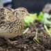 why the quail is the most endangered bird species in nature 127909
