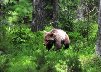 why the sleeping bear cannot form a cube 127018