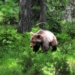 why the sleeping bear cannot form a cube 127018