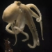 why the swan eats its own meat after giving birth 128554