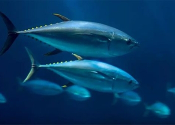 why this species of fish must be released immediately while sleeping 127690