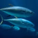 why this species of fish must be released immediately while sleeping 127690