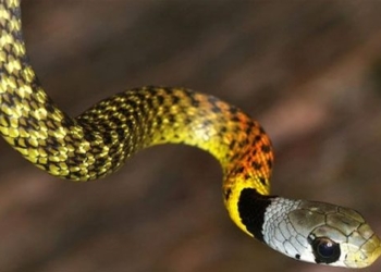 why venomous snakes need more people 128697