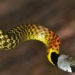 why venomous snakes need more people 128697