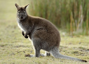 why wallaby pouch mice dont have pregnant offspring 127087