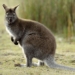 why wallaby pouch mice dont have pregnant offspring 127087