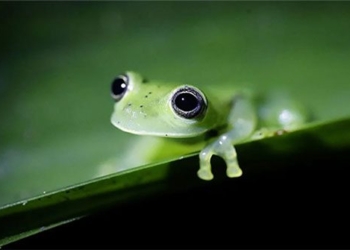 wild animals disappear rapidly warning about the extinction era 6 127654