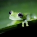 wild animals disappear rapidly warning about the extinction era 6 127654