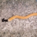 worm like as a giant leech invades us waterways 128830