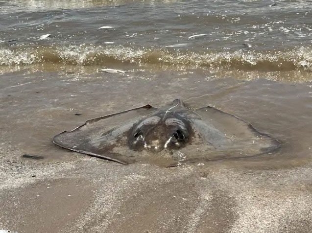 Dead rays on Quintana Beach.