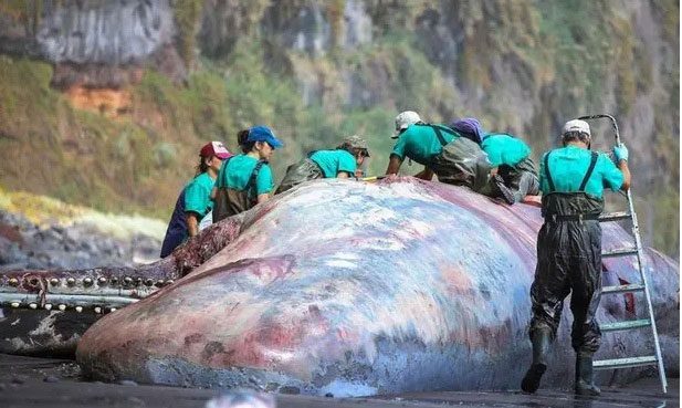 Scientists studying the carcass of a sperm whale.