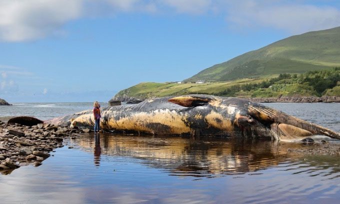 The 19-meter fin whale carcass in Kerry on July 9.
