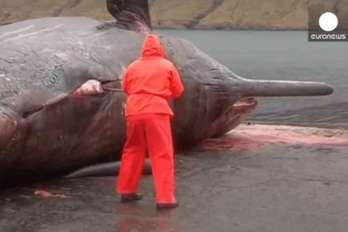 A whale carcass washed ashore.
