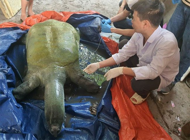The turtle's body was transferred to the Vietnam Natural Museum on the afternoon of April 24.