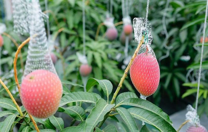 Mr. Nakagawa's mangoes have been exported to many countries.