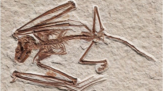 Beautifully preserved 52-million-year-old bat skeleton.