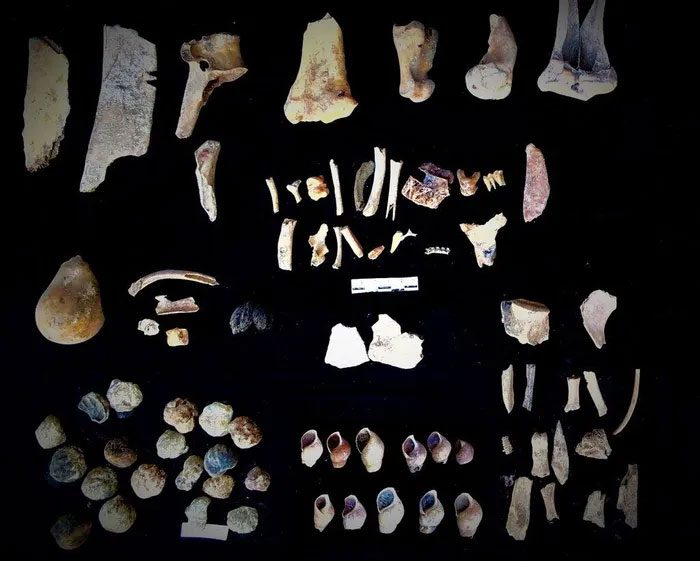 Animal tooth fragments and mollusk shells.