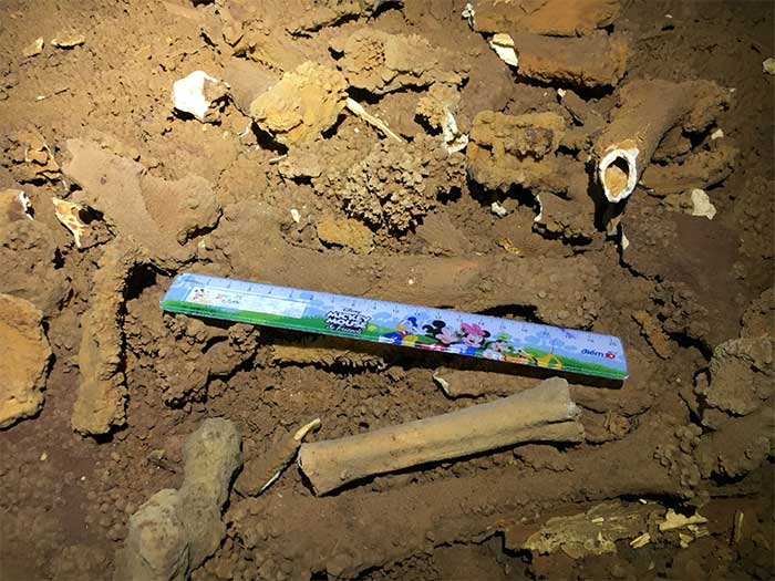 Fossil skeleton of an ancient mammal found in the cave.