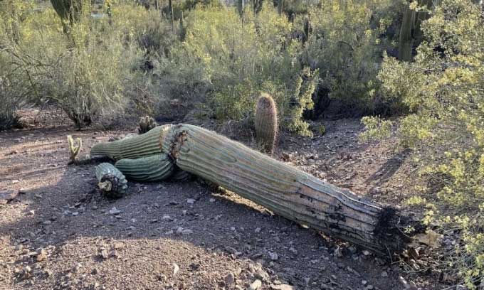 A fallen cactus in the botanical garden.