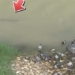 young fish caught quickly like a snap hunting bird 127991