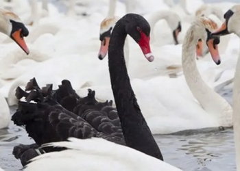 1 million swans at risk of being completely eradicated due to this reason 125600